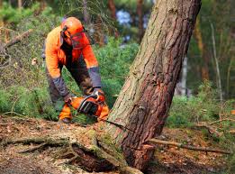 Best Stump Grinding and Removal  in Capitol View, SC