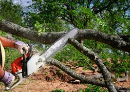 How Our Tree Care Process Works  in  Capitol View, SC