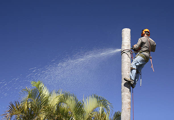 Best Tree Maintenance Programs  in Capitol View, SC