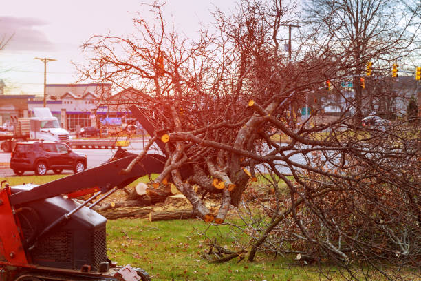 Best Fruit Tree Pruning  in Capitol View, SC