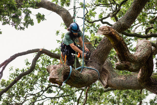 Professional Tree Care in Capitol View, SC