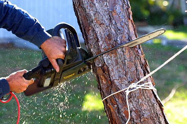 Best Tree Trimming and Pruning  in Capitol View, SC