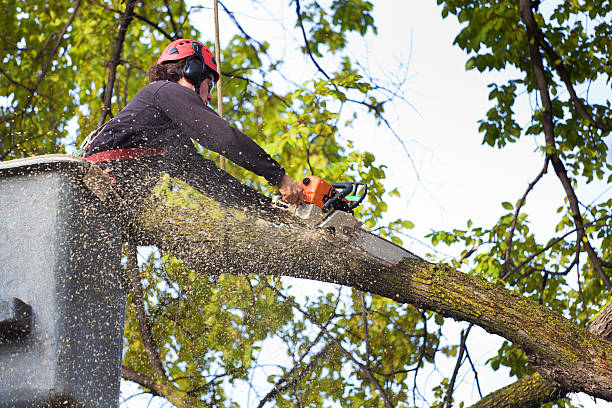 Best Emergency Tree Removal  in Capitol View, SC