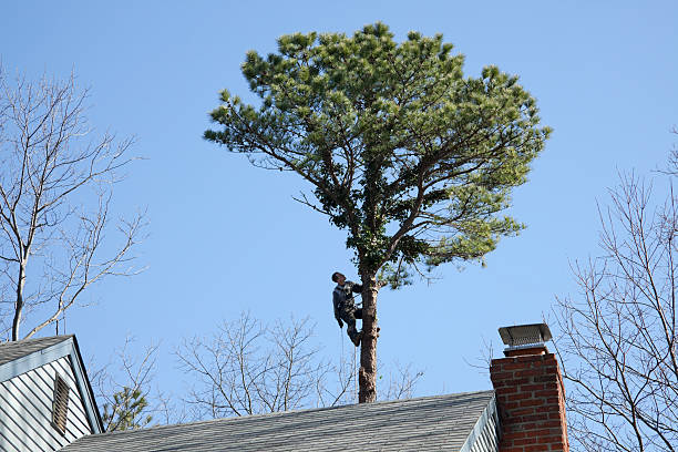 Best Landscape Design and Installation  in Capitol View, SC